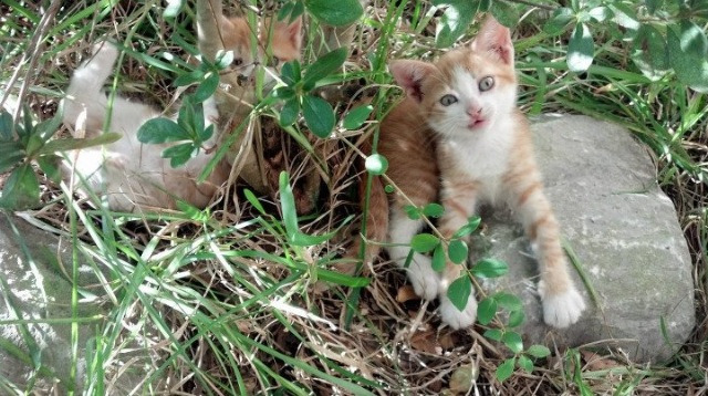 压力之子!凯塞多重炮定乾坤,切尔西怒吼冲垮雷恩