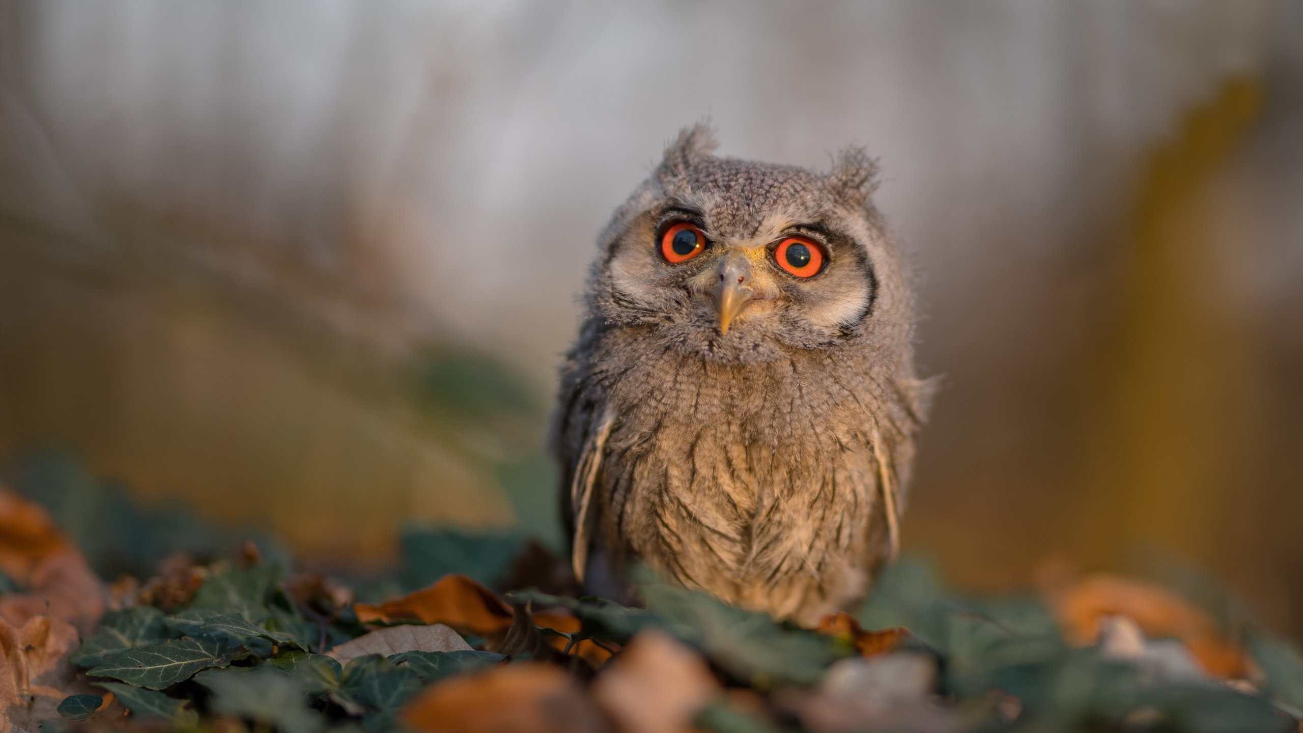戈贝尔的杀戮之夜，年度焦点战中的持续统治