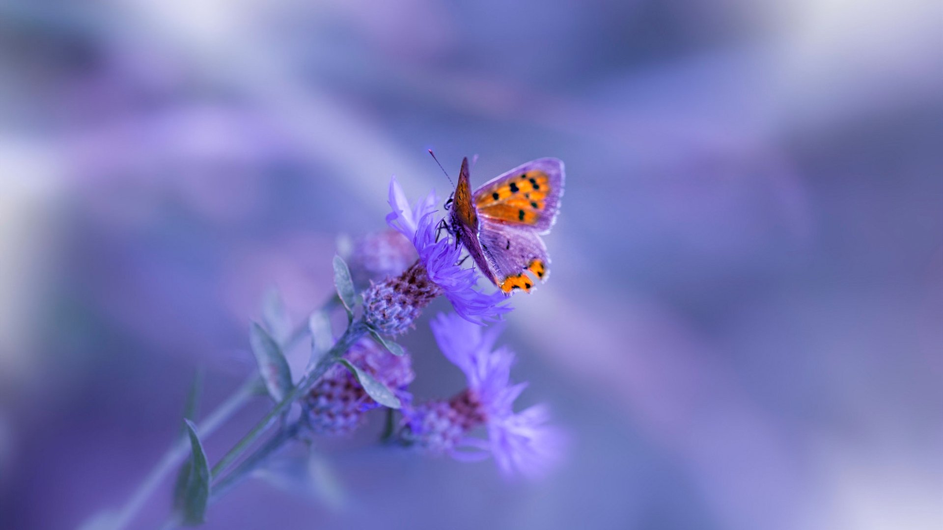 绿茵场上的双重奏，苏格兰轻取西班牙与马丁内利的冠军级启示