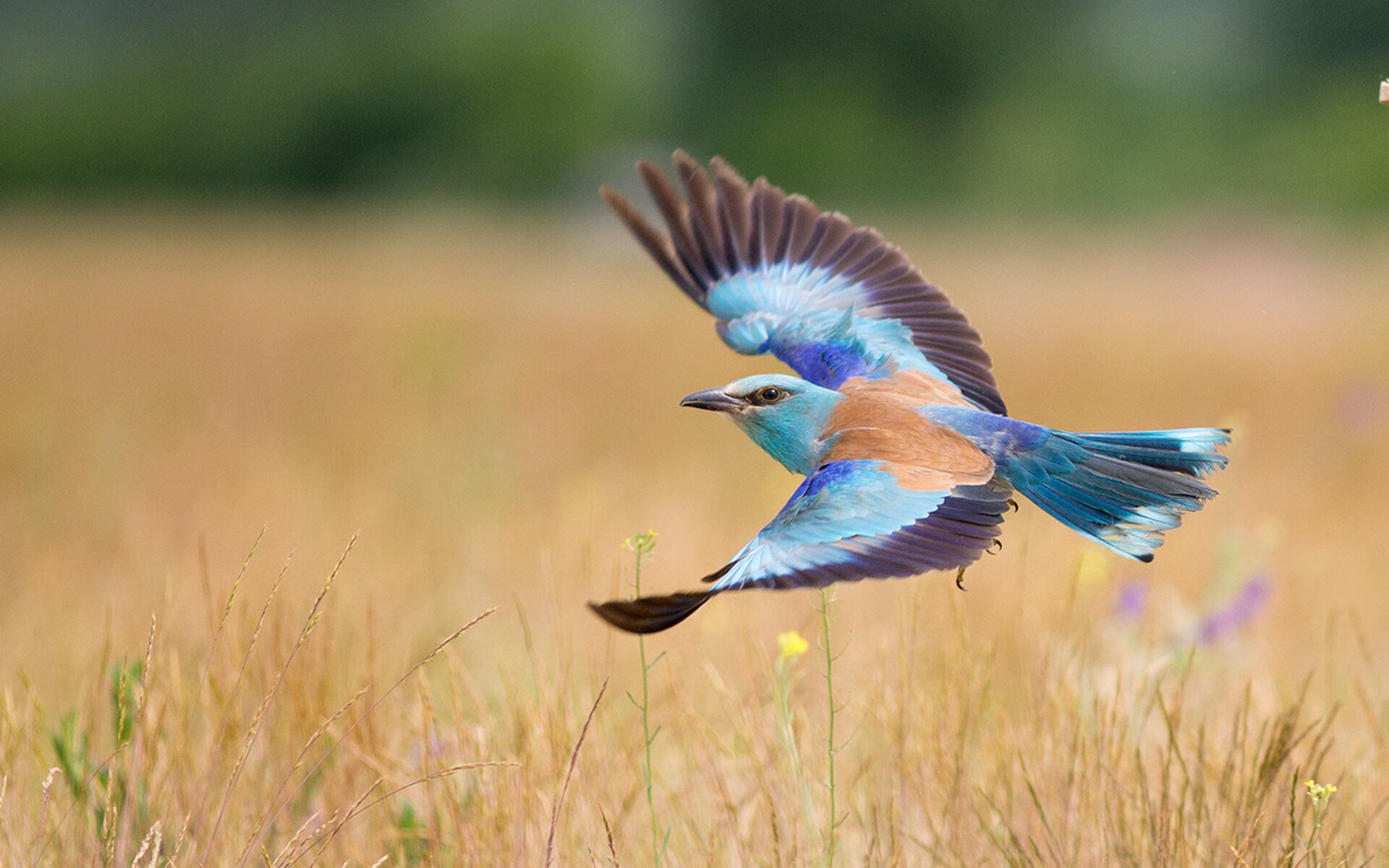 罗马淘汰赛险胜哥伦比亚，卡塞米罗无争议当选全场最佳