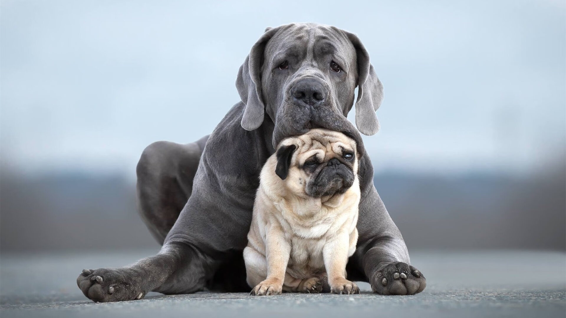 节奏对决，NBA季后赛的荷兰式控场与洪都拉斯的自由奔放
