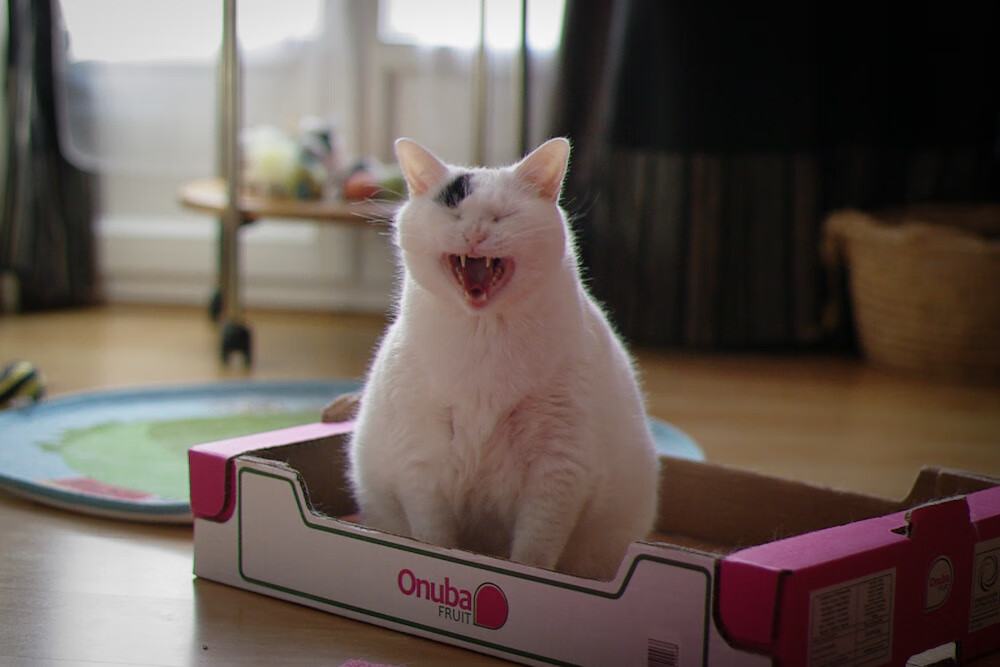 当星辰都屏息，楚阿梅尼的西决战争与一个人的星辰大海