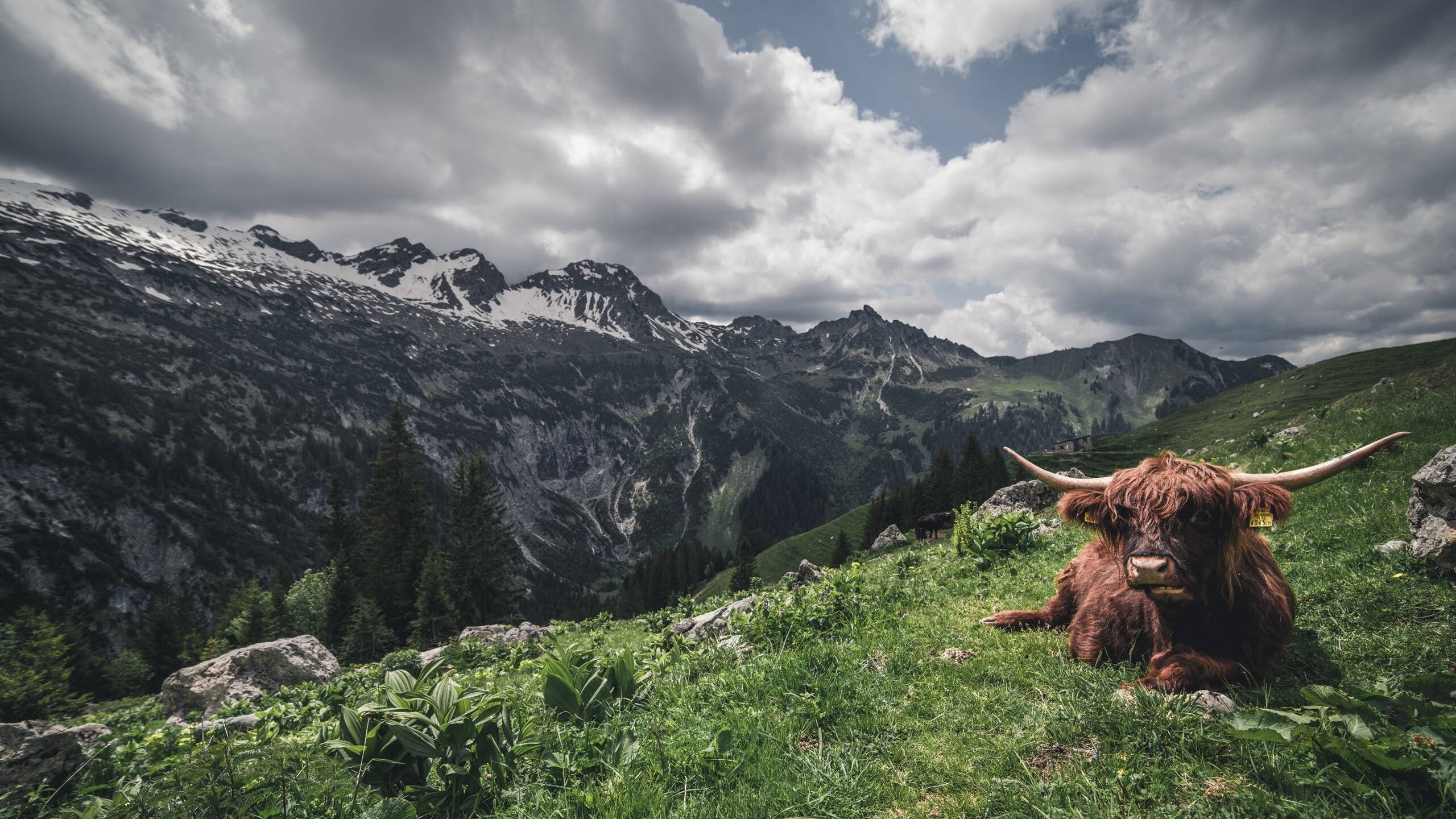 绿茵争锋，骑士东行，欧冠精神与辽篮热血的跨界交响