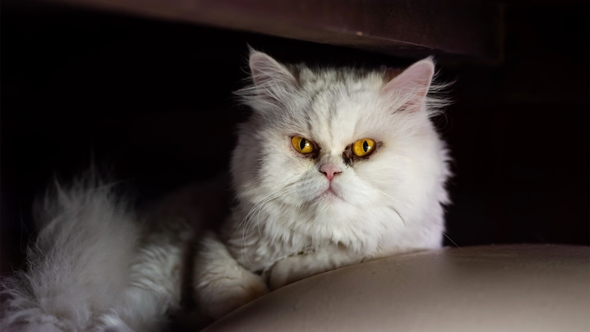 圣城斩铁骑，欧文独舞定乾坤