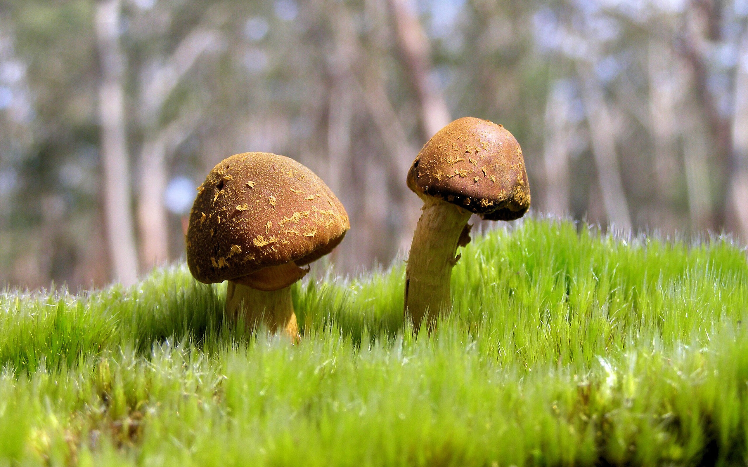 征服，从玻利维亚高原到欧洲殿堂