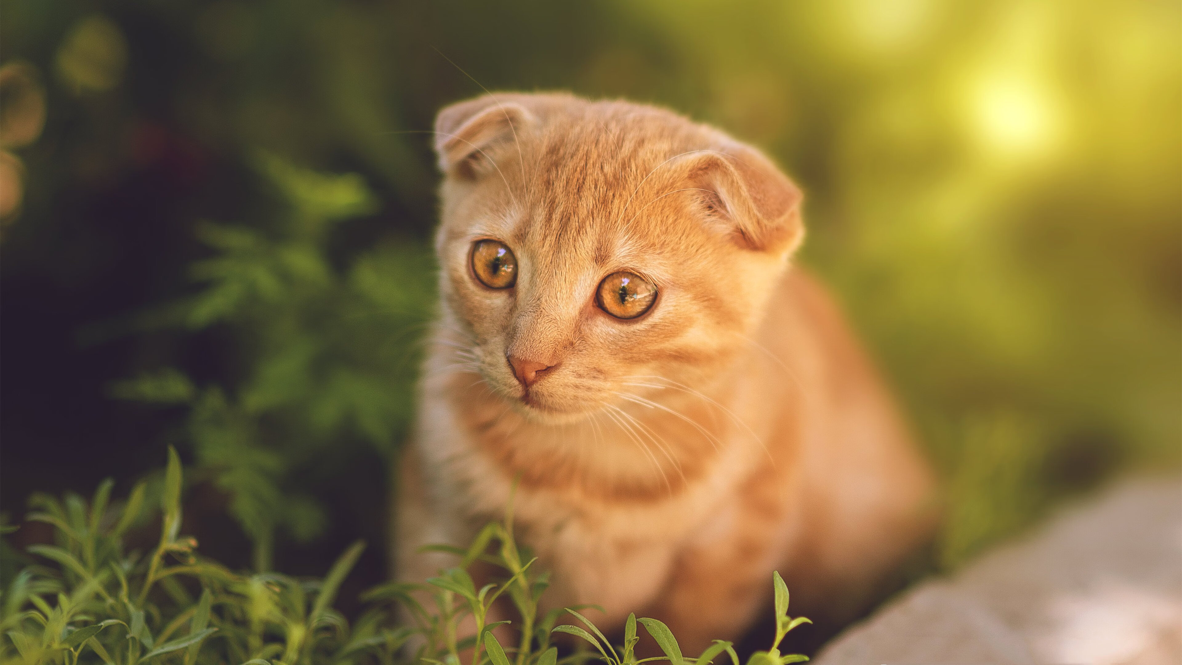蒂亚戈的最后一刀，当手术刀切开波斯铁骑，利物浦如何用末节思维终结比赛？